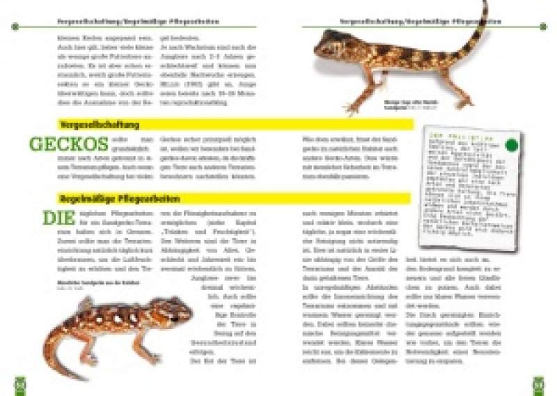 Preview: Der Sandgecko